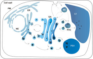 SEcretory pathway